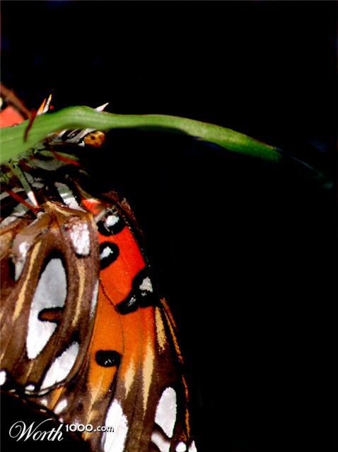 Photography by Viciousvixievenus