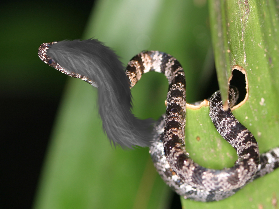 Photoshop Design by chrisulloa for DesignCrowd (Community Contests) | Design #9006741