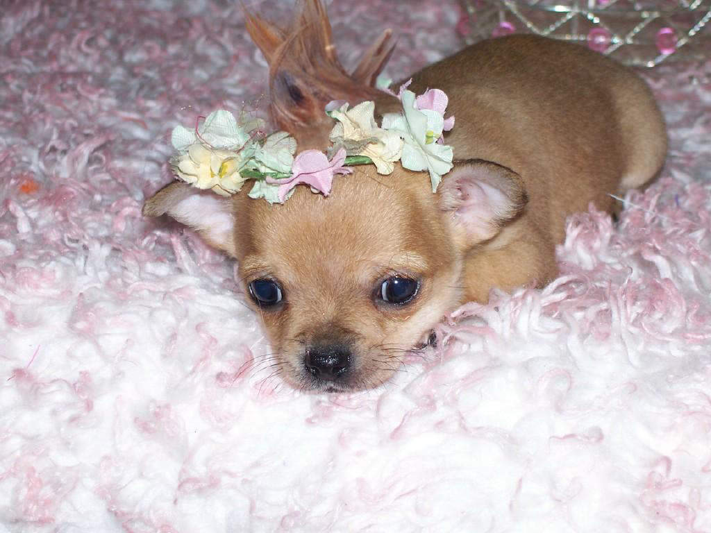 Photoshop Design by mrmoon37 for DesignCrowd (Community Contests) | Design #9006762