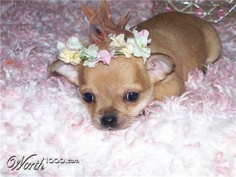 Photoshop Design by mrmoon37