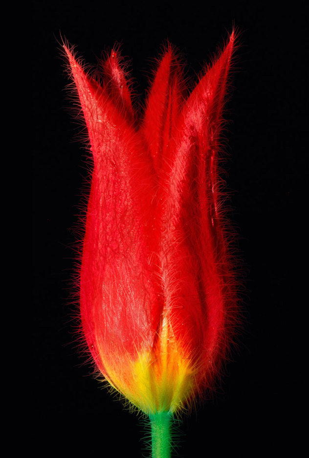 Photoshop-Design von ThreeProngs für DesignCrowd (Community Contests) | Design #9006804