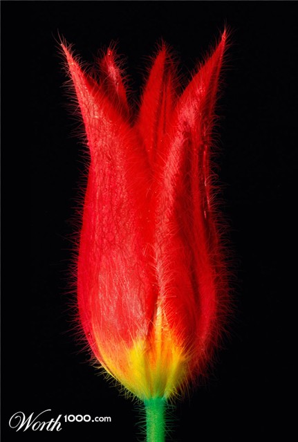 Photoshop Design by ThreeProngs