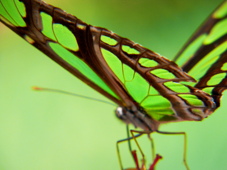 Photography by resouzaesouza for DesignCrowd (Community Contests) | Design #9002785