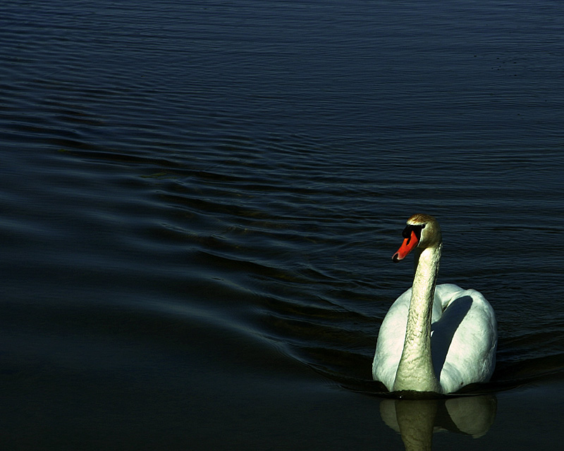 Photographie par willhunt pour DesignCrowd (Community Contests) | Design #9002810