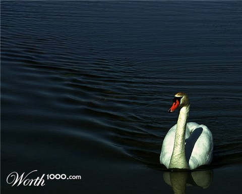 Photography by willhunt