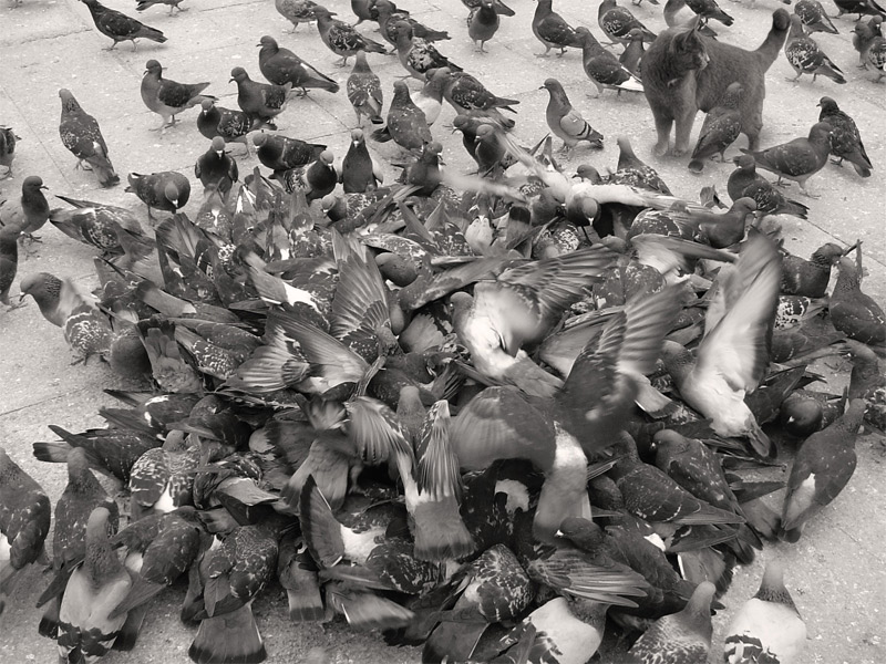 Photoshop Design by maxjpeters for DesignCrowd (Community Contests) | Design #9003046