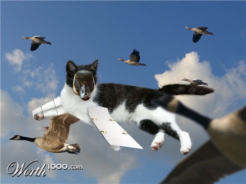 Photoshop Design by kooskoodiroo