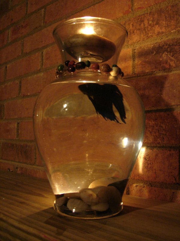 Photography by Penycat for DesignCrowd (Community Contests) | Design #9005546