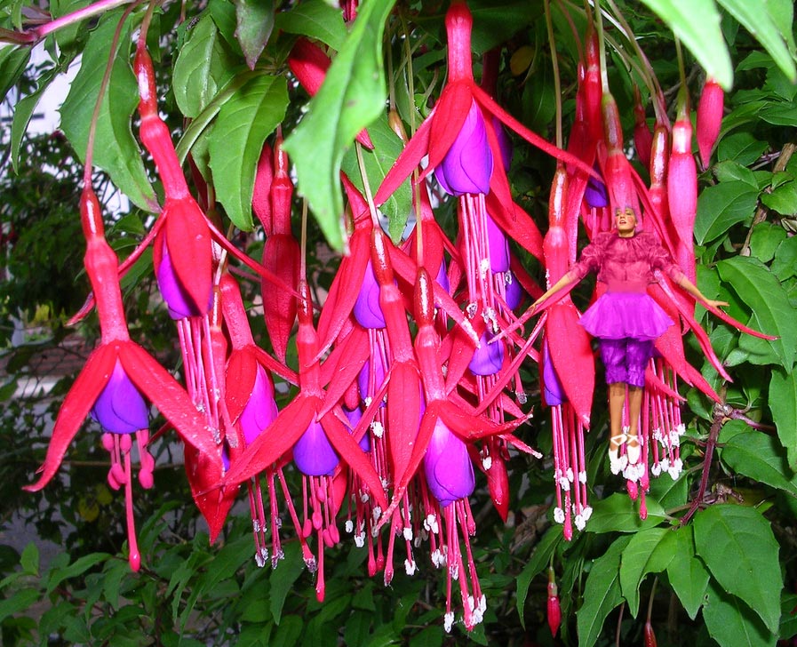 Photoshop Design by Rhiannonsmommy for DesignCrowd (Community Contests) | Design #9003157