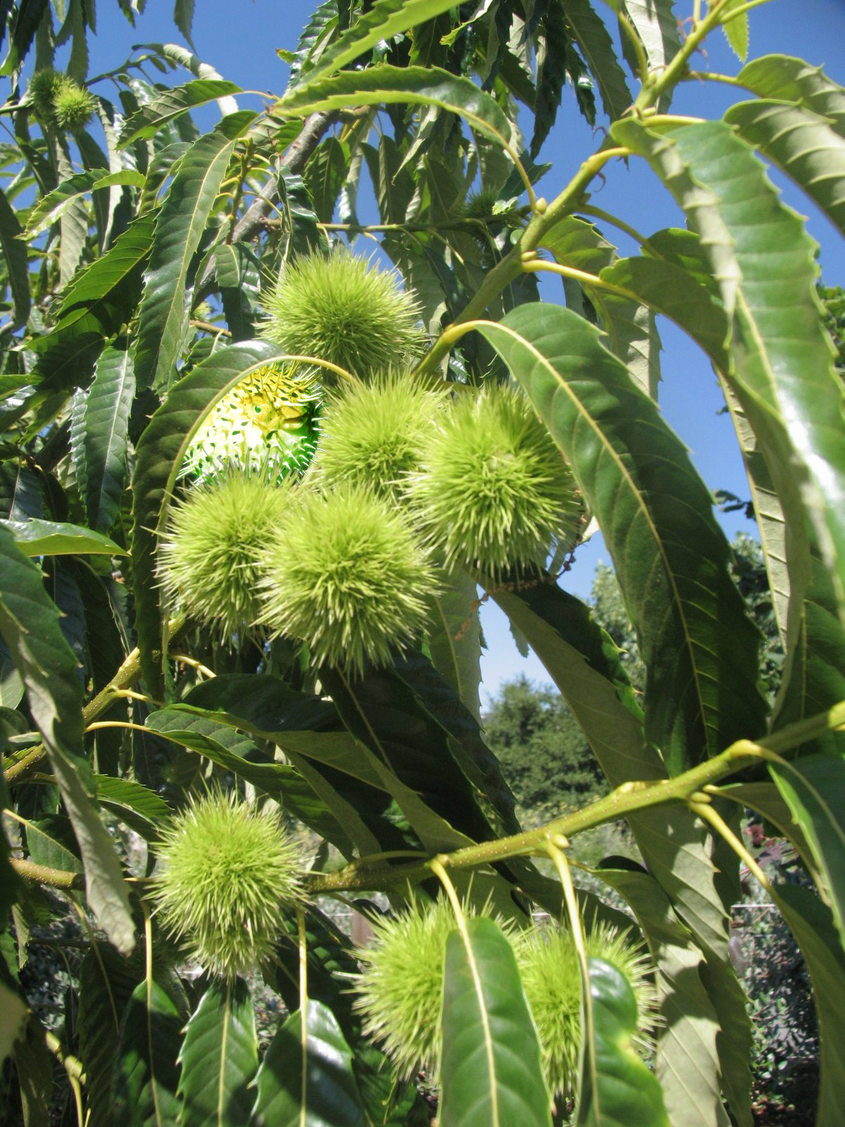 Photoshop Design by Coditor for DesignCrowd (Community Contests) | Design #9003188