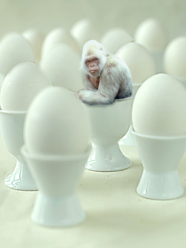 Photoshop Design by StarsView for DesignCrowd (Community Contests) | Design #9003204