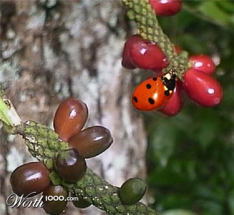 Photoshop Design by LadyHawk771