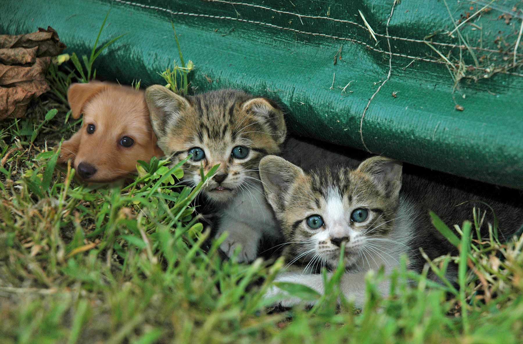 Diseño de Photoshop por yourmomsdog para DesignCrowd (Community Contests) | Diseño #9003317