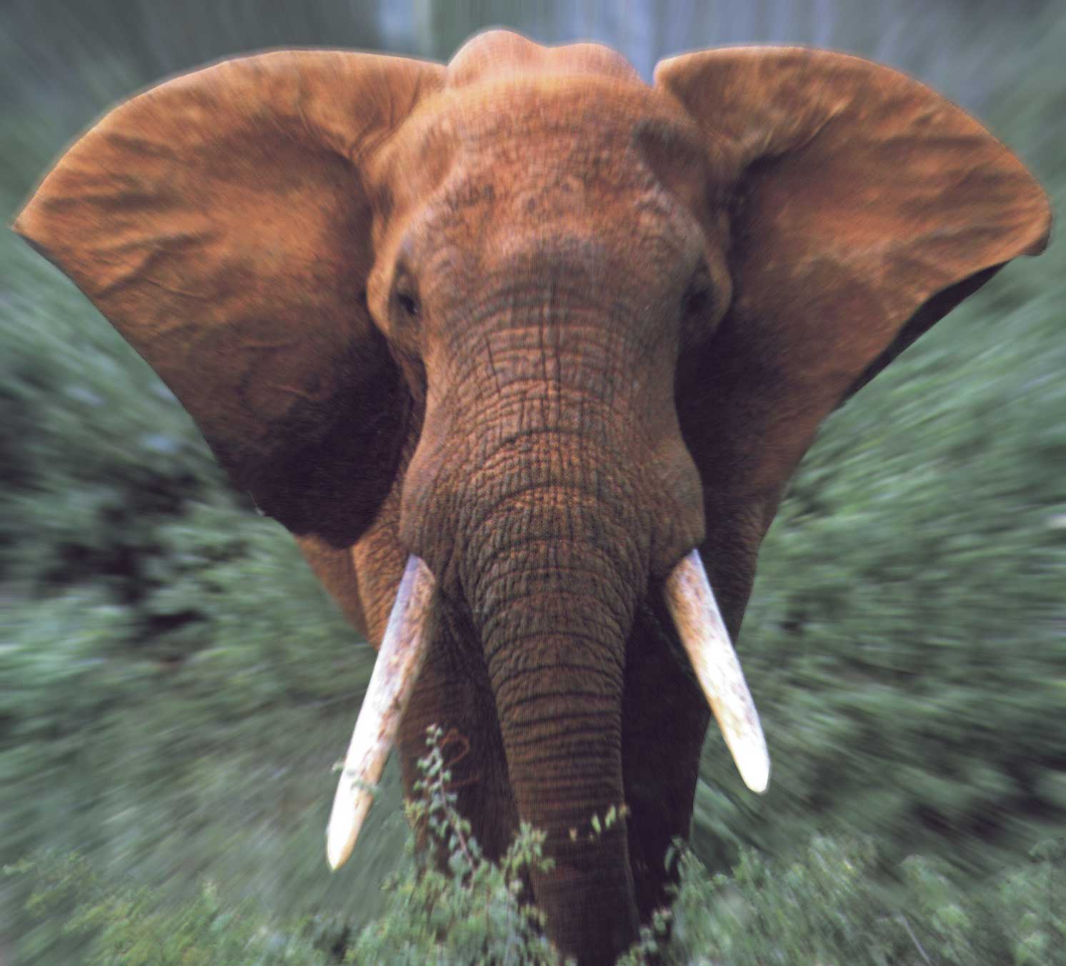 Photoshop Design by PeaseGirl for DesignCrowd (Community Contests) | Design #9007376