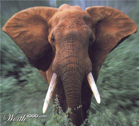 Photoshop Design by PeaseGirl