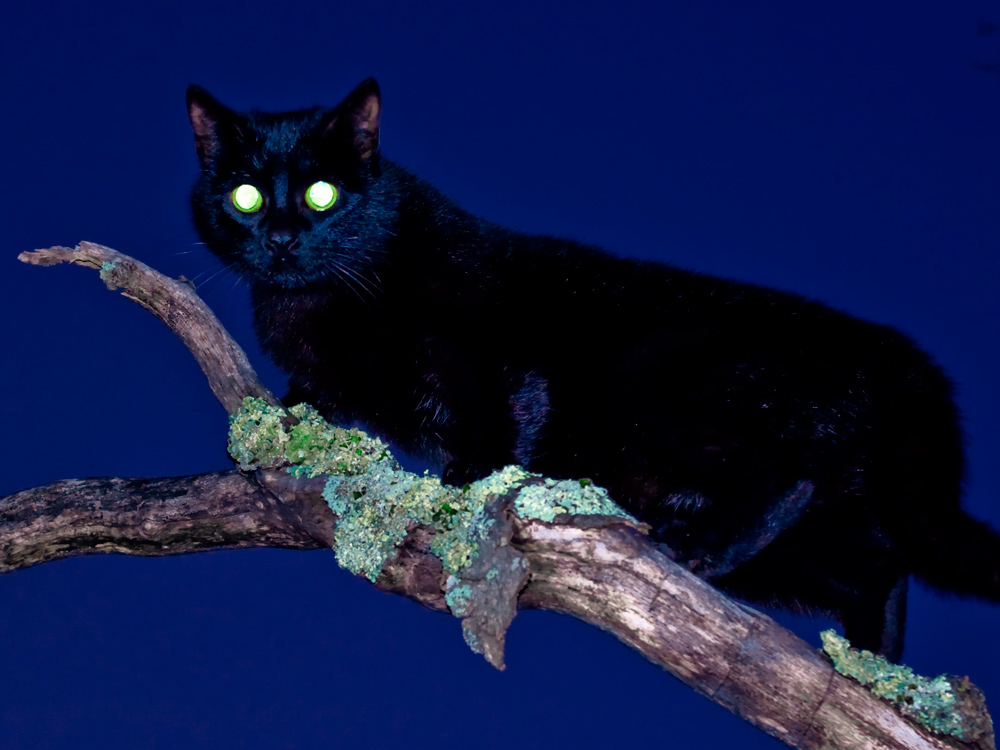 Photography by GoldenWreckedAngle for DesignCrowd (Community Contests) | Design #9008572