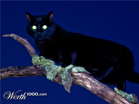 Photography by GoldenWreckedAngle