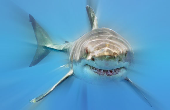 Photoshop Design by weirdo50 for DesignCrowd (Community Contests) | Design #9007559