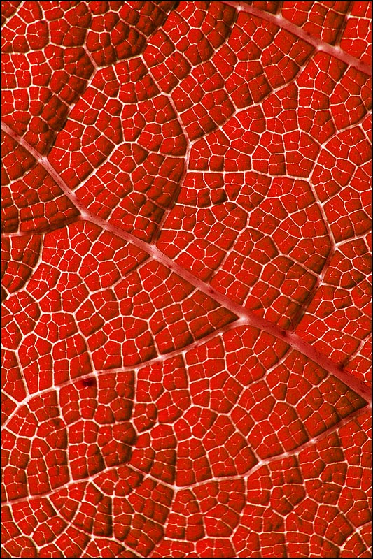 Photography by SigloV for DesignCrowd (Community Contests) | Design #9005612