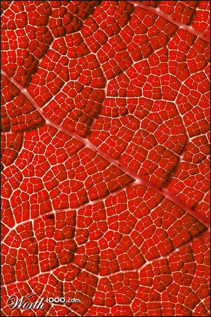 Photography by SigloV