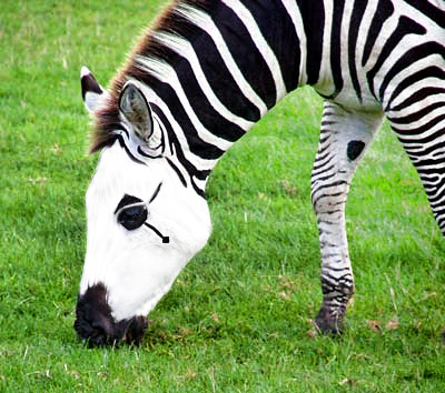 Photoshop Design by stringcheese for DesignCrowd (Community Contests) | Design #9002915