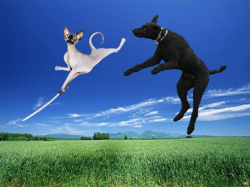 Design Photoshop par Seba86 pour DesignCrowd (Community Contests) | Design #9003563