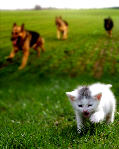 Diseño de Photoshop por AntiHeroHUN para DesignCrowd (Community Contests) | Diseño #9003586