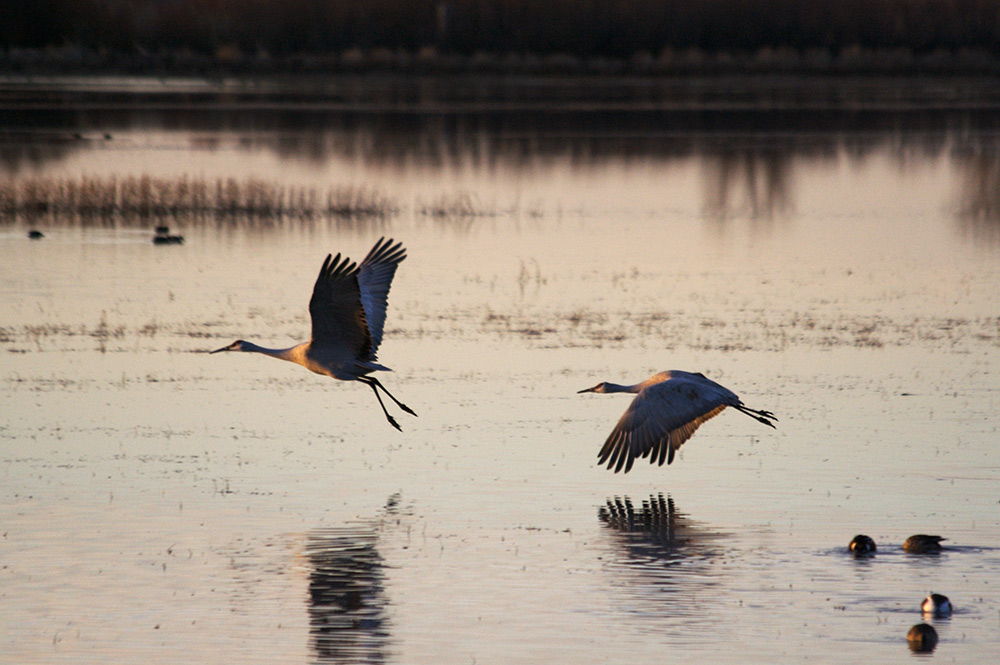 Photographie par drdonallen pour DesignCrowd (Community Contests) | Design #9001732