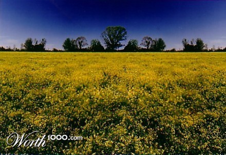 Photography by darrinb