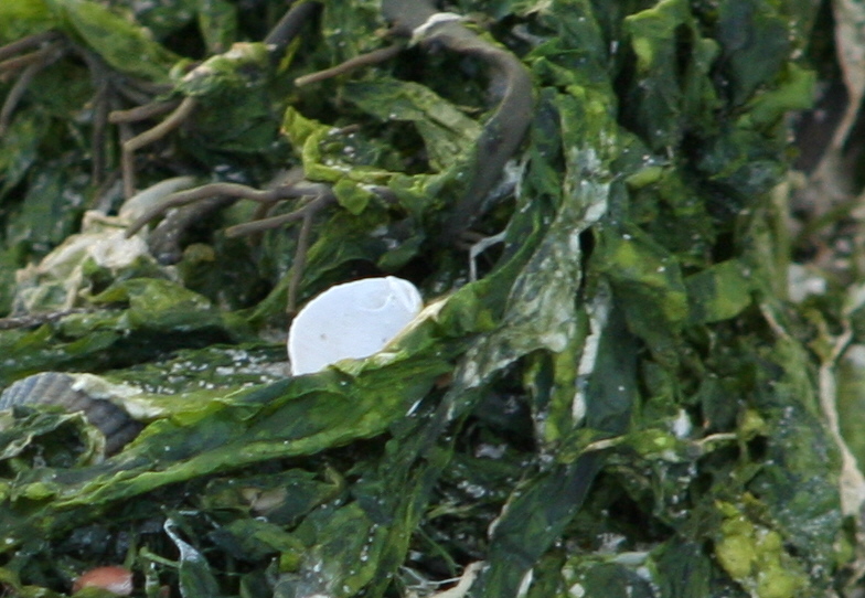 Photography by brakwaater for DesignCrowd (Community Contests) | Design #9005679