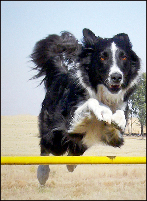 Fotografie von droomluiperd für DesignCrowd (Community Contests) | Design #9001729