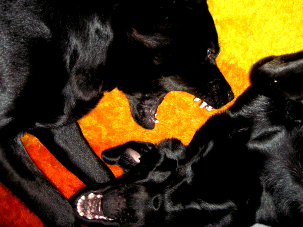 Photographie par Hibbehop pour DesignCrowd (Community Contests) | Design #9001787