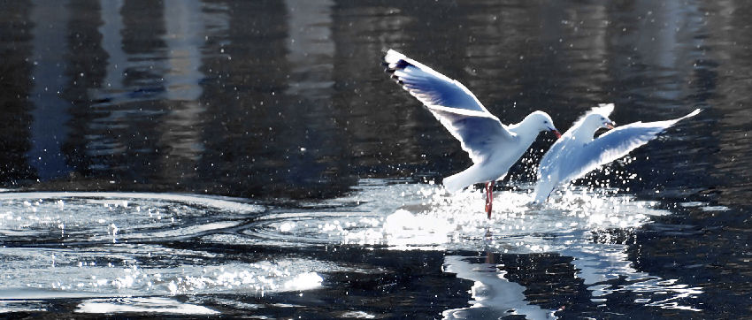 Fotografía por Destinyzkid para DesignCrowd (Community Contests) | Diseño #9001855