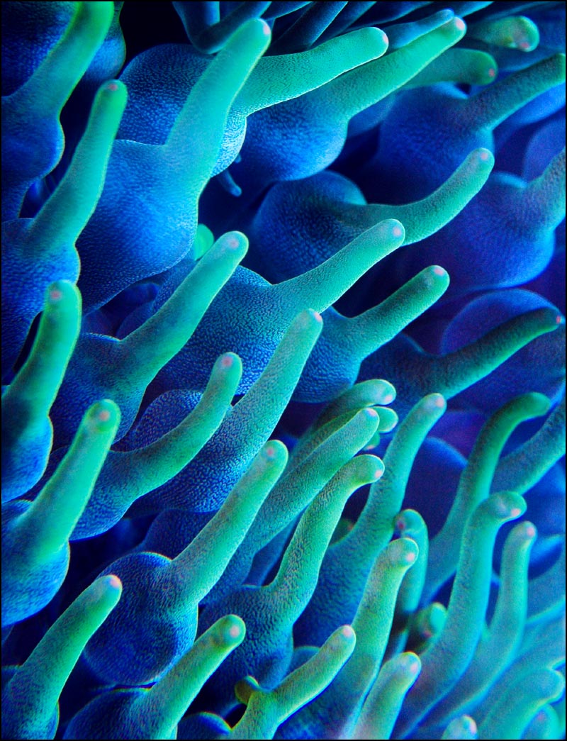 Photography by kimbomac for DesignCrowd (Community Contests) | Design #9005661