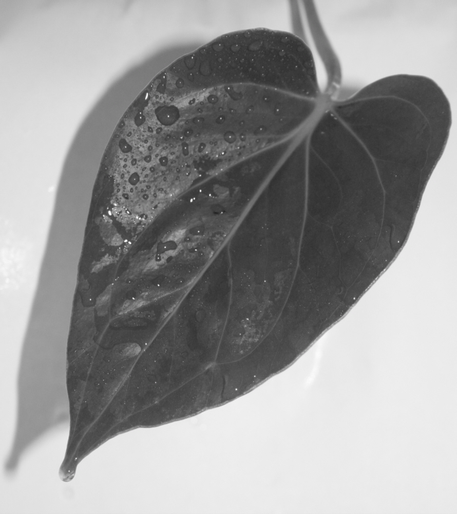 Fotografie von brakwaater für DesignCrowd (Community Contests) | Design #9001403