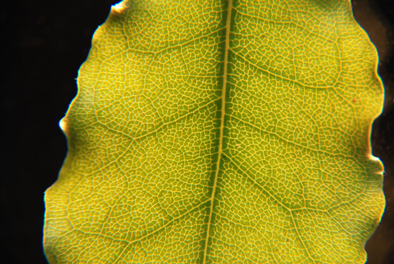 Photography by nzkiwi for DesignCrowd (Community Contests) | Design #9001428