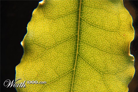 Photography by nzkiwi