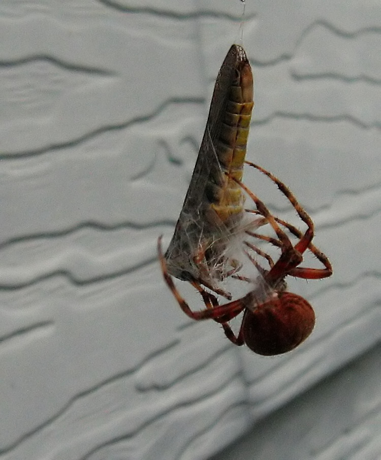 Photography by spincast1123 for DesignCrowd (Community Contests) | Design #9001804