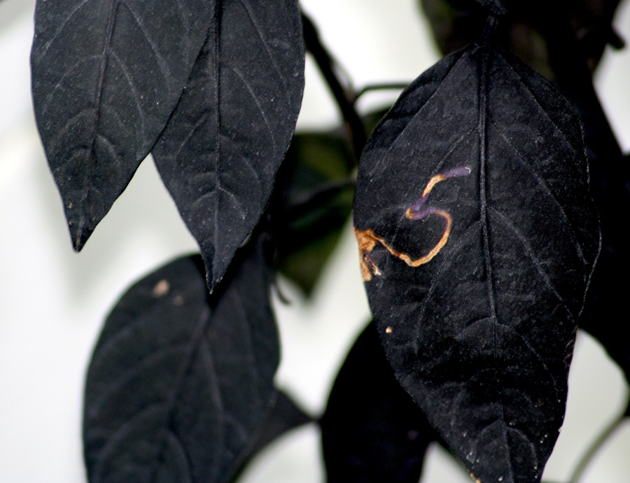 Photographie par Viciousvixievenus pour DesignCrowd (Community Contests) | Design #9008478