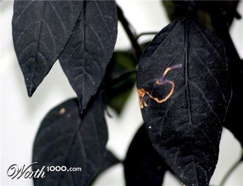 Photography by Viciousvixievenus