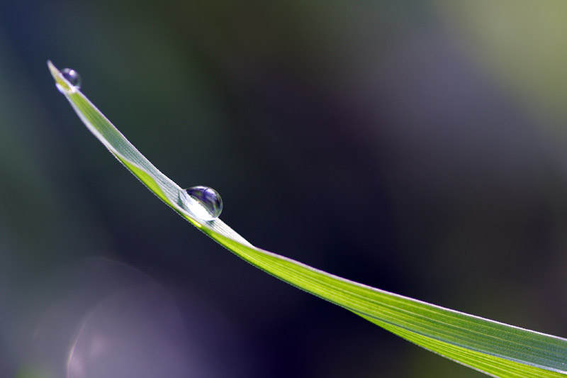 Photography by bluebunny for DesignCrowd (Community Contests) | Design #9001417