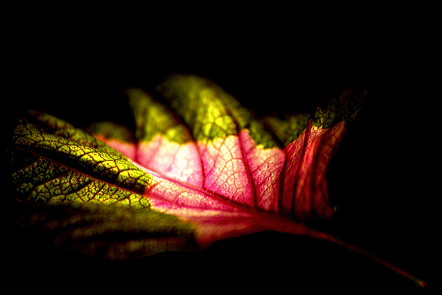 Photographie par Viciousvixievenus pour DesignCrowd (Community Contests) | Design #9001437