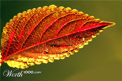 Photography by gormax