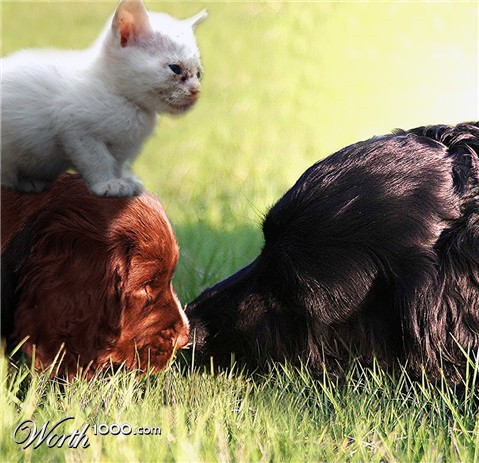 Photoshop Design by majkie