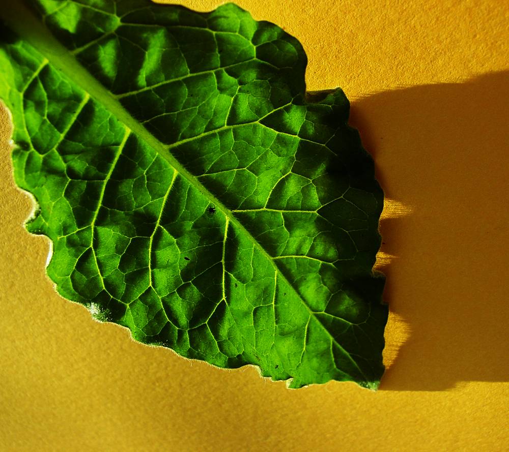 Photographie par Berilu pour DesignCrowd (Community Contests) | Design #9001473