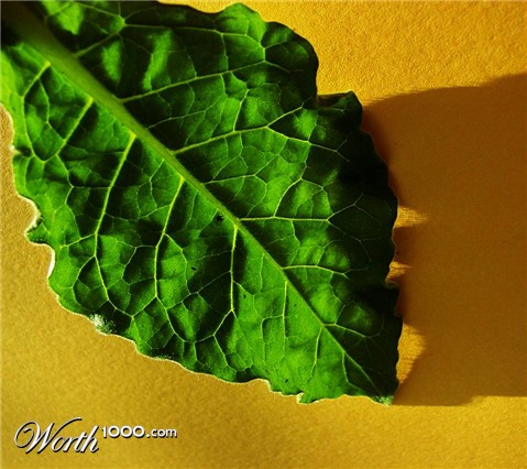 Photography by Berilu