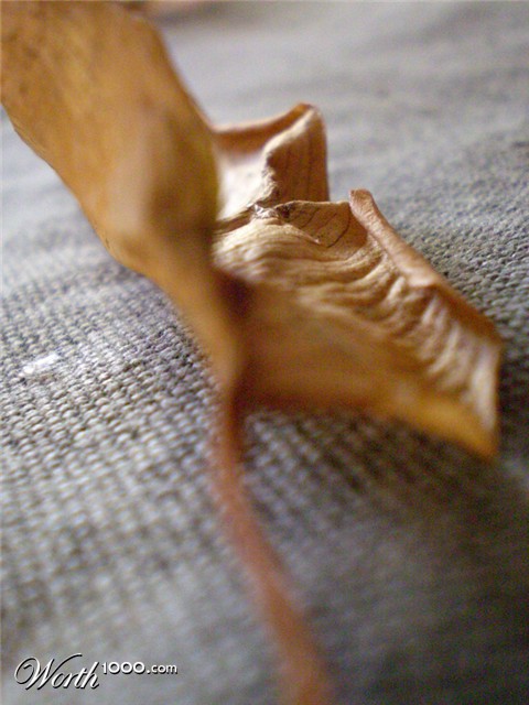 Photography by Succexxyy