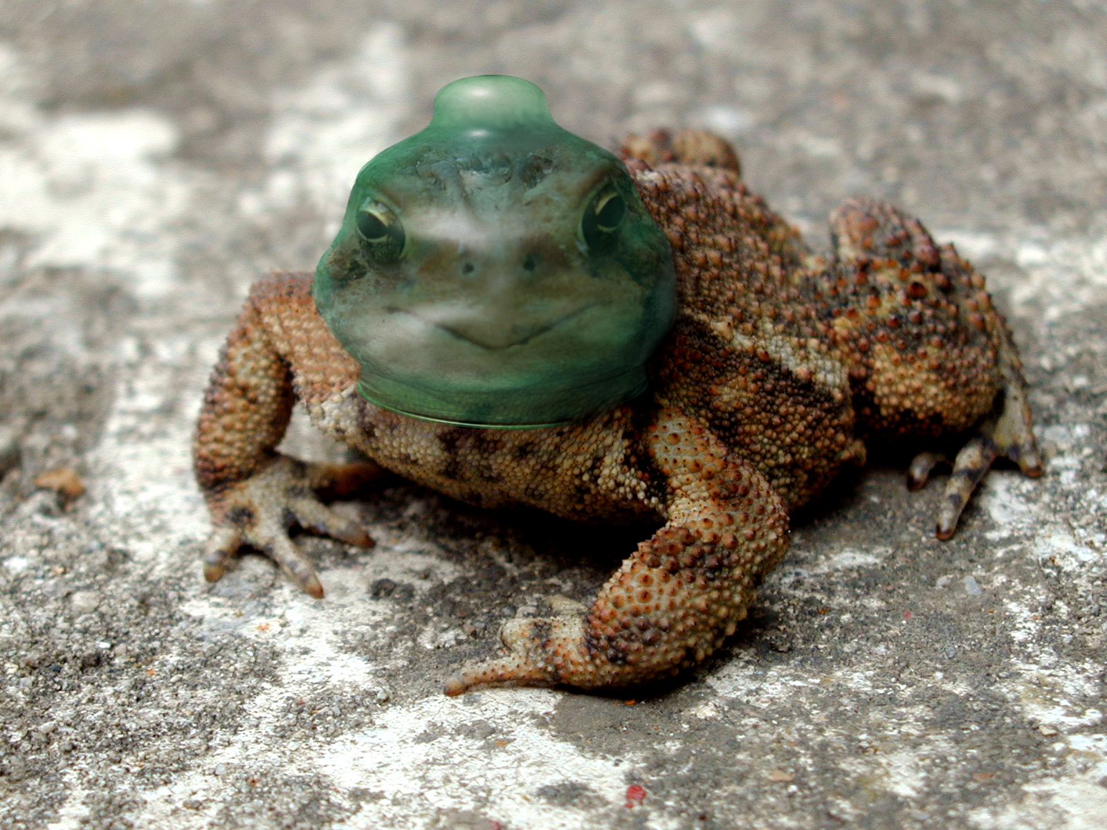 Photoshop-Design von princeok für DesignCrowd (Community Contests) | Design #9003902