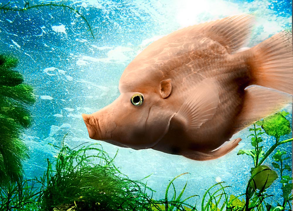 Photoshop Design by Gavh for DesignCrowd (Community Contests) | Design #9003975
