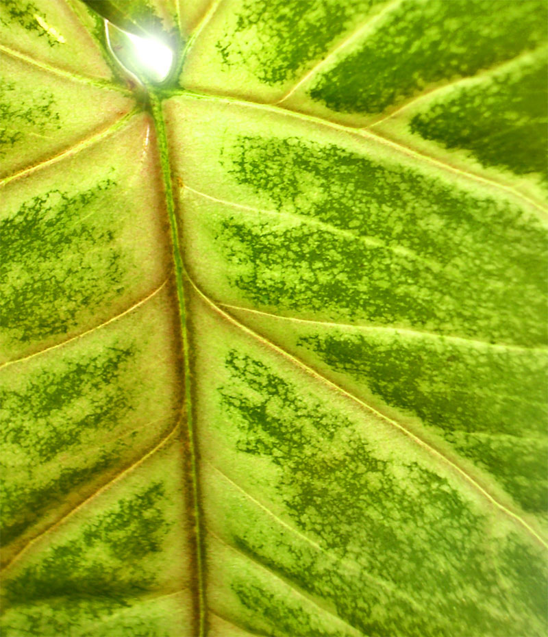 Fotografie von francodr für DesignCrowd (Community Contests) | Design #9001492